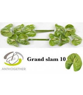 Anthurium Grand slam x 10