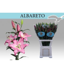 Lys Alberto 