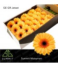 Gerbera Jetset x 10