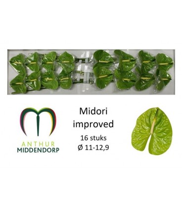 Anthurium Midori Imp x 16