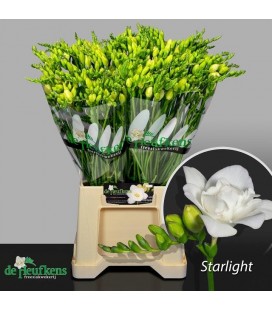Freesia Starlight