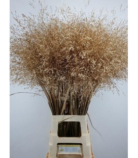 Panicun teinté Platine