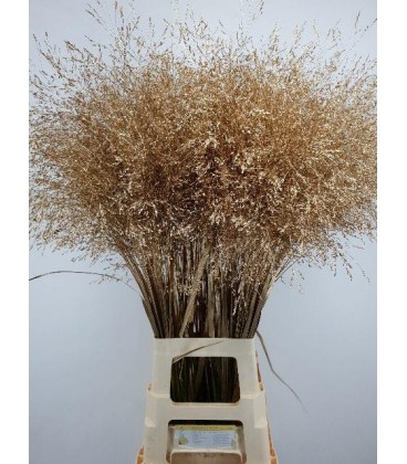 Panicun teité Platine