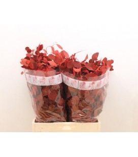 Eucalyptus teinté 60 cm 200 g