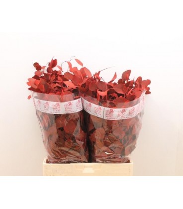 Eucalyptus teinté 60 cm 200 g