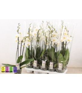 Phalaeno Blanc pot 12 h 30