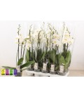 Phalaeno Blanc pot 12 h 45 3 b