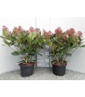 Skimmia pot de 17  17+Fleurs