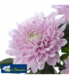 Chrysantheme G Rossano 70 cm