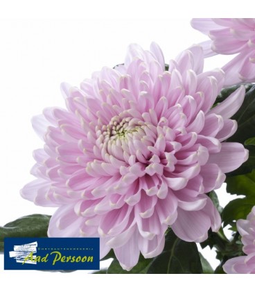 Chrysantheme Rossano 70 cm