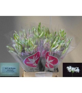 Nerine Bianca perla 70 cm