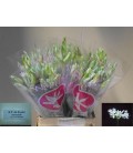 Nerine Bianca perla 65 cm