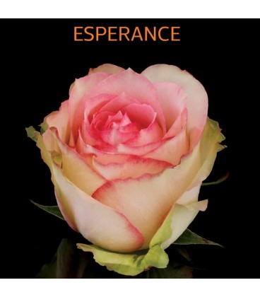 Rose Equateur Esperence 50 cm