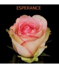 Rose Equateur Esperence 50 cm