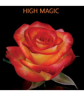 Rose Equat High  et  Magic 50 cm x 25