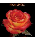 Rose Equateur Higt  et  Magic 50 cm
