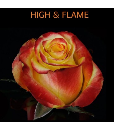 Rose Equateur Higt  et  Flame 50 cm