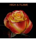 Rose Equateur Higt  et  Flame 50 cm