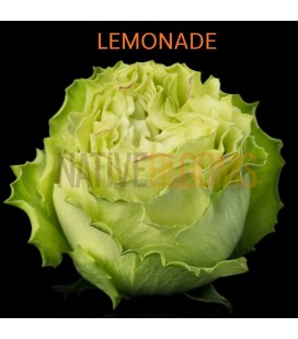 Rose Equateur Lemonade 50 cmx25