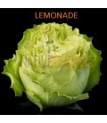 Rose Equateur Lemonade 50 cmx25