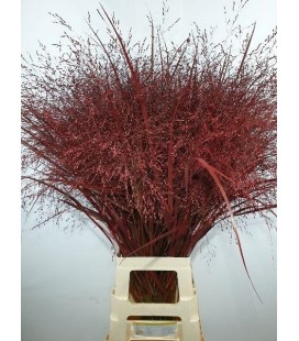 Panicum teinté Bordeaux