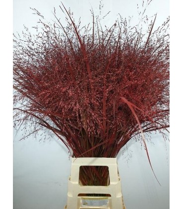 Panicum teinté Bordeaux