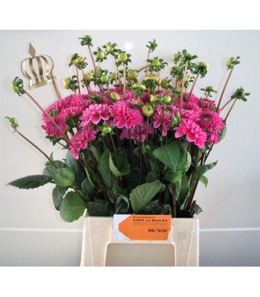 Dahlia Ball Happy Hour 60 cm