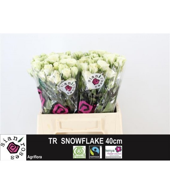 Rose Branchue Snowflake 40 cm