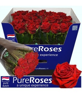 Rose Testarossa 70 cm