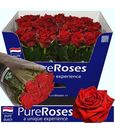Rose Testarossa 70 cm