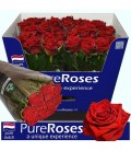 Rose Testarossa 70 cm