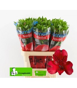 Alstromeria Nadia 