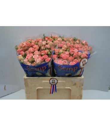 Rose Branchue Pepita 45 cm