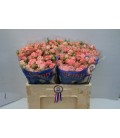 Rose Branchue Pepita 40 cm