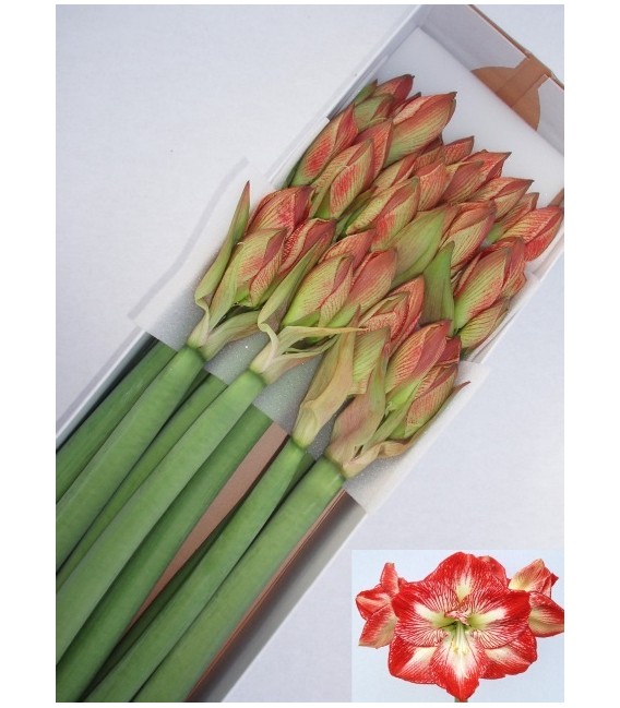 Amaryllis Mega Star 80 cm