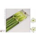 Amaryllis White Sensation 80 cm