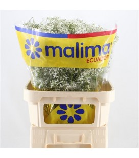 Gypso million clouds petit