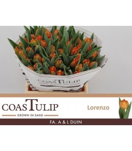 Tulipe Lorenzo 