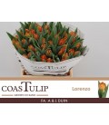 Tulipe Lorenzo 