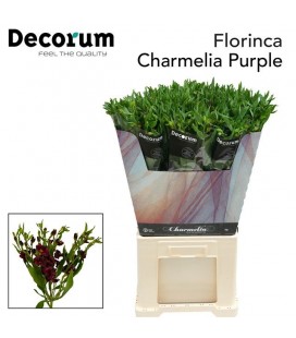 Alstromeria Charme Purple