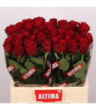 Rose Upper Class 60 cm