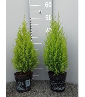 Gold crest Wilma Ø 11H40