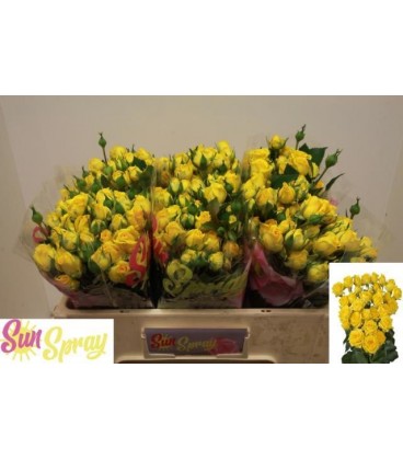 Rose Branchue Tarantella 50 cm