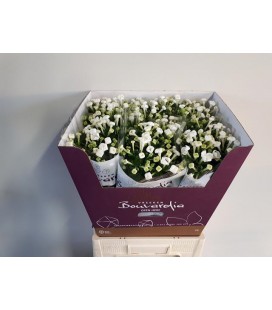 Bouvardia white sensation 70 cm