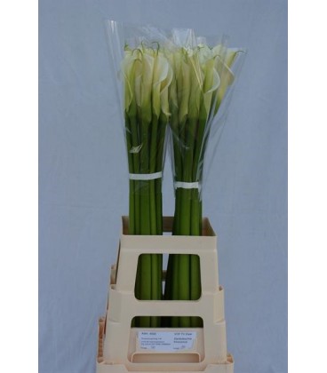 Calla Innocence 80 cm