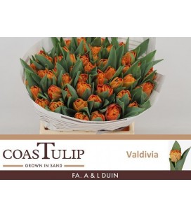 Tulipe Valdivia