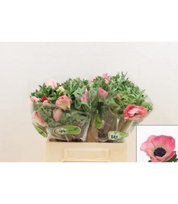 Anemone Co Mar pink