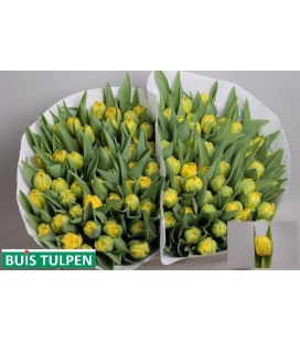 Tulipe double Roadrunner