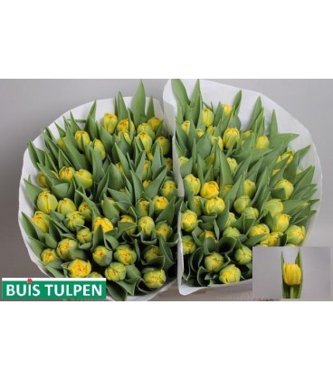 Tulipe double Roadrunner