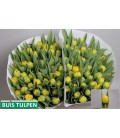 Tulipe double Roadrunner